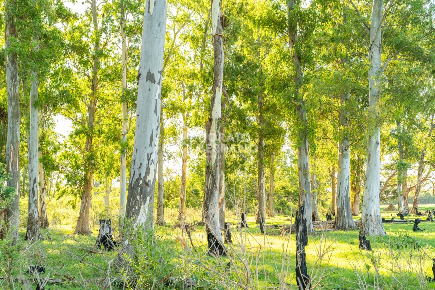 CAMPO AGRICOLA + ANTIGUA ESTACION OROÑO- GESSLER!