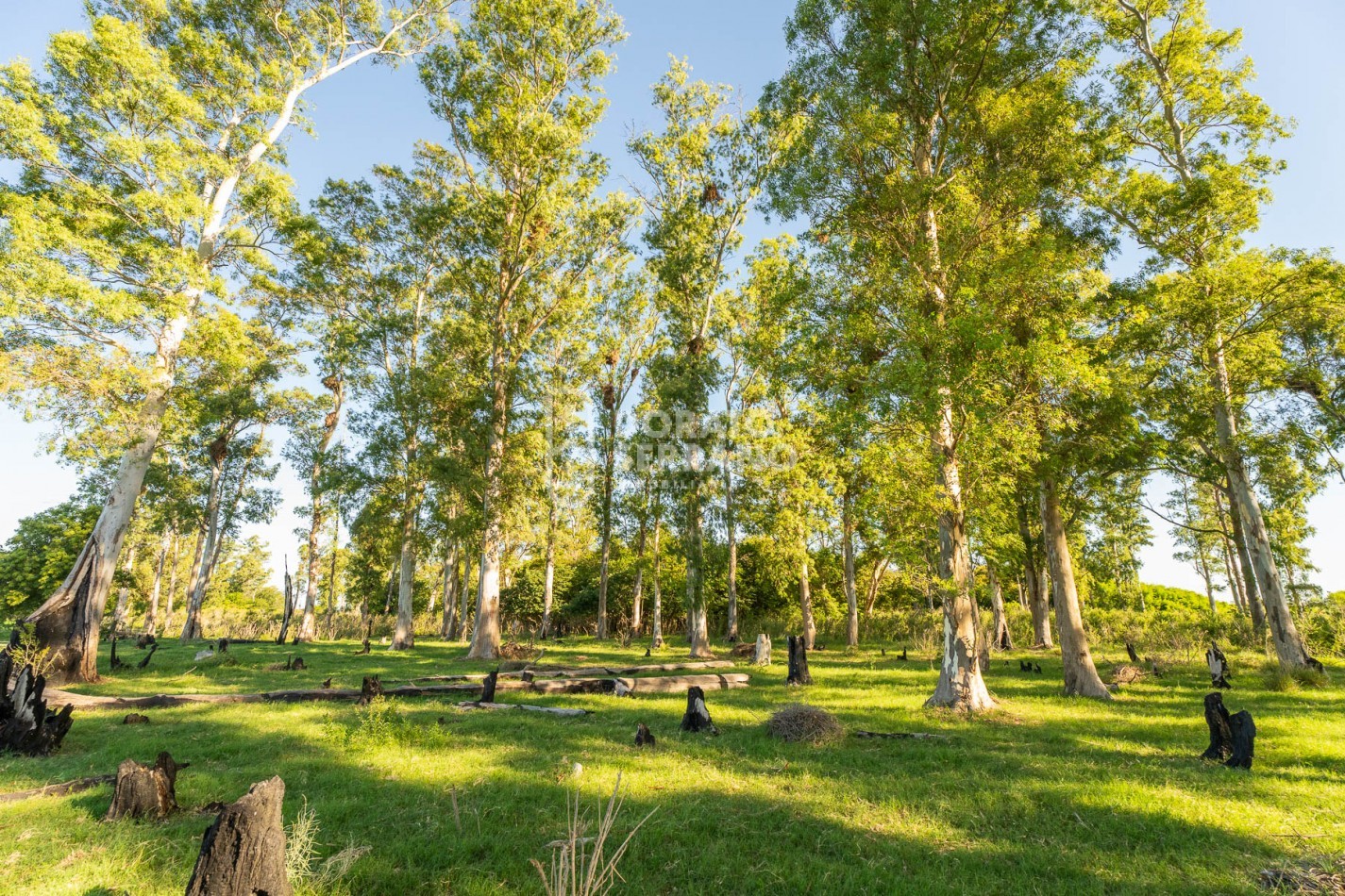 CAMPO AGRICOLA + ANTIGUA ESTACION OROÑO- GESSLER!