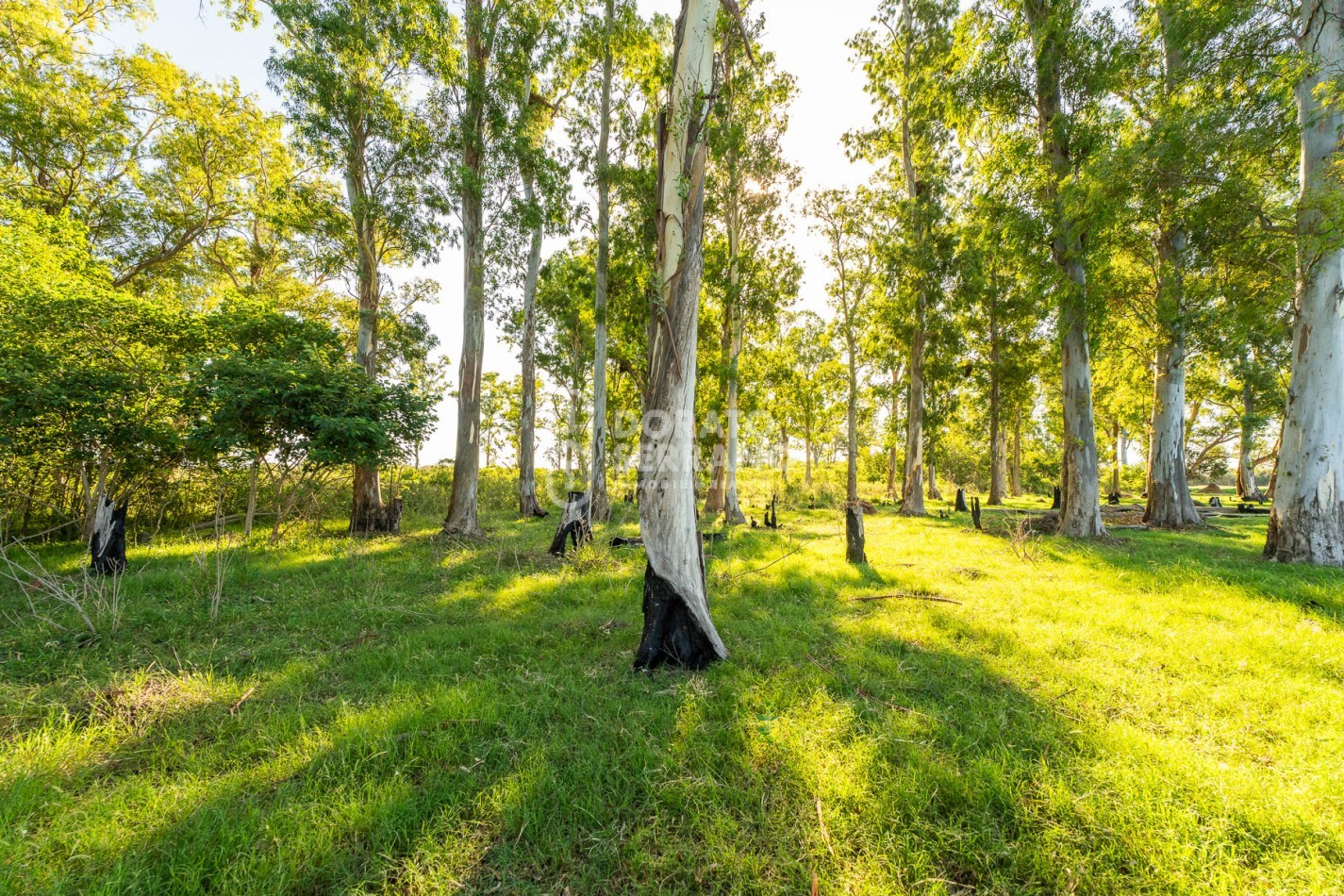 CAMPO AGRICOLA + ANTIGUA ESTACION OROÑO- GESSLER!