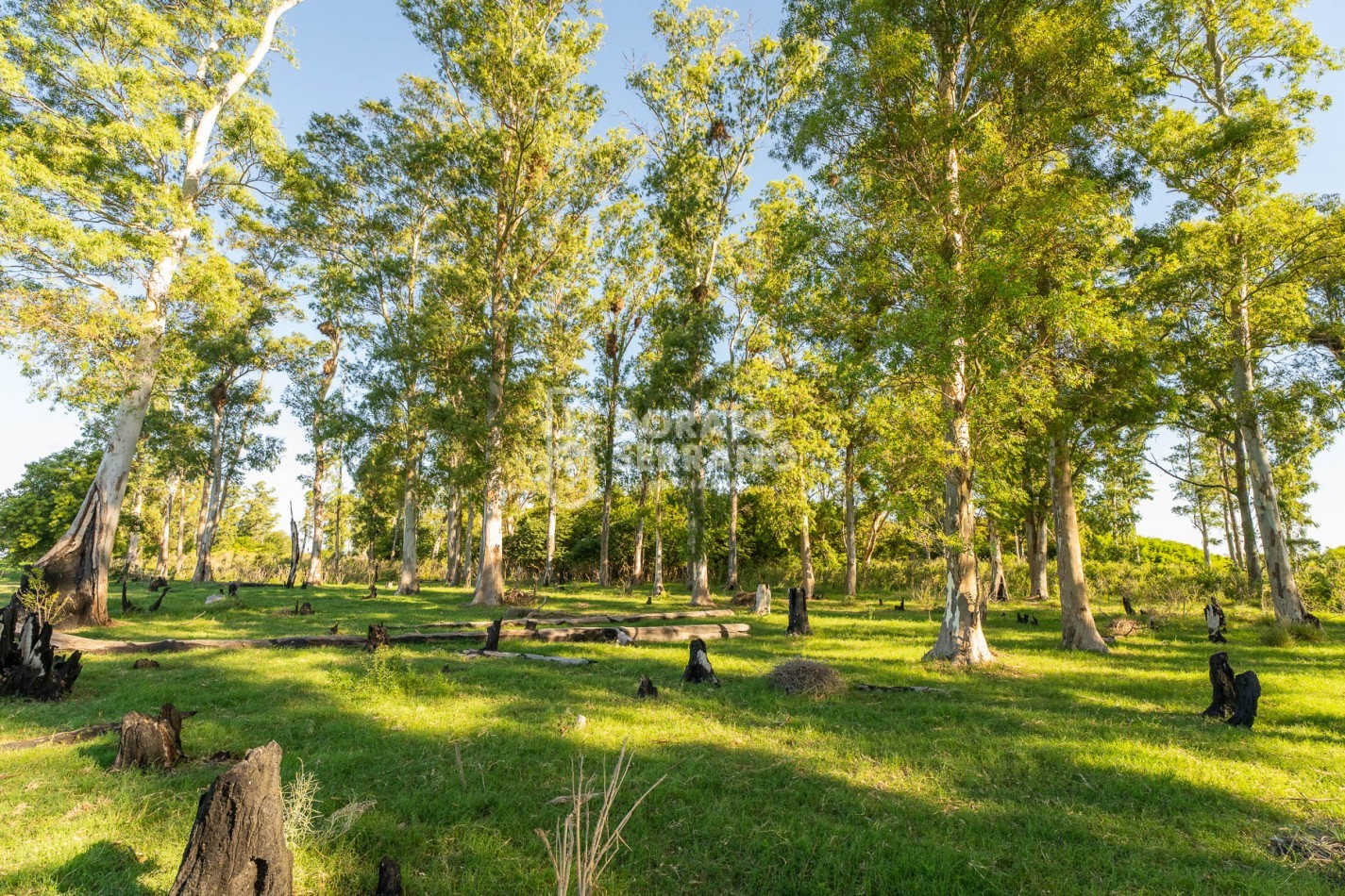 CAMPO AGRICOLA + ANTIGUA ESTACION OROÑO- GESSLER!